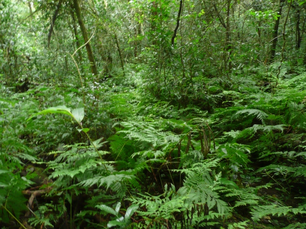 Madrugada Forest